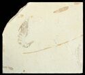 Cretaceous Fossil Shrimp - Lebanon #69980-1